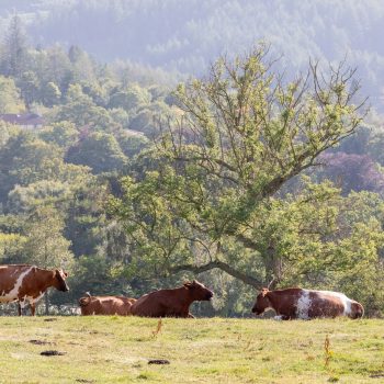 Cows in a field