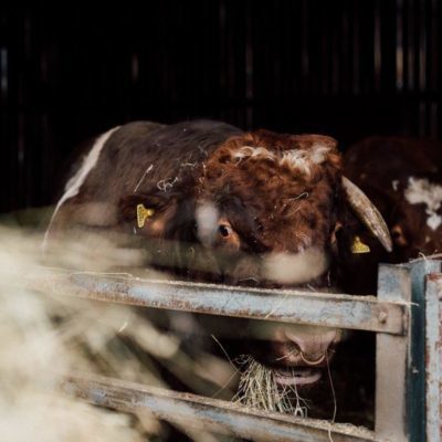 Down on the social farm