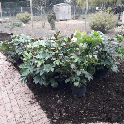 Delrow Social Farm & Garden Open Day