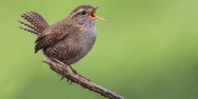 Volunteer Chris wins RSPB competition