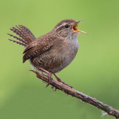 Volunteer Chris wins RSPB competition
