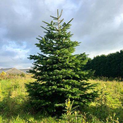 Caring for your tree