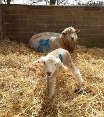 Down on the farm in Gloucestershire