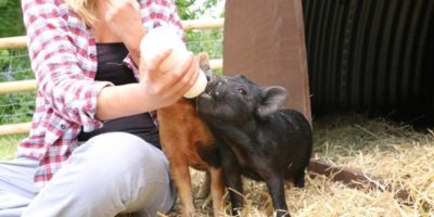 End of July diary entry from Stourbridge community
