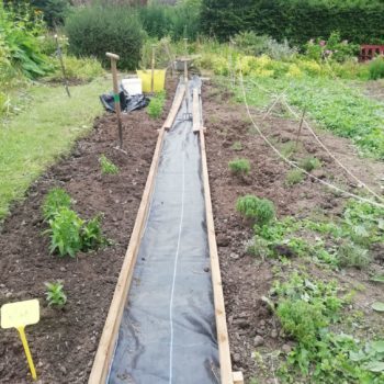 A herb garden