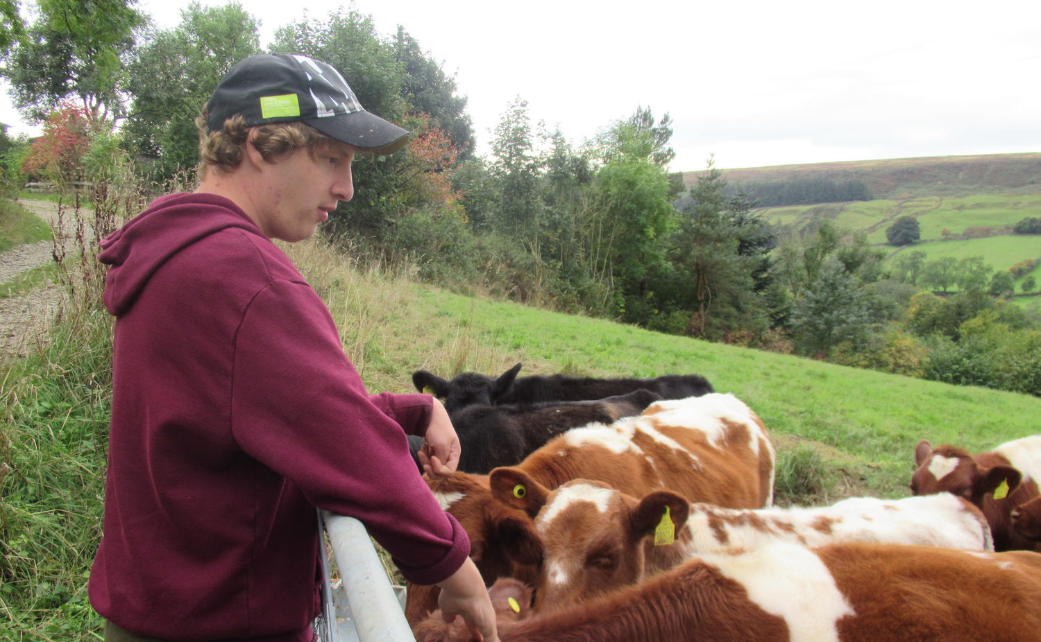 Louis leaning across a gate to stroke the cattle