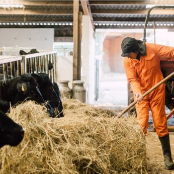 A place to thrive Man feeding cattle in a barn