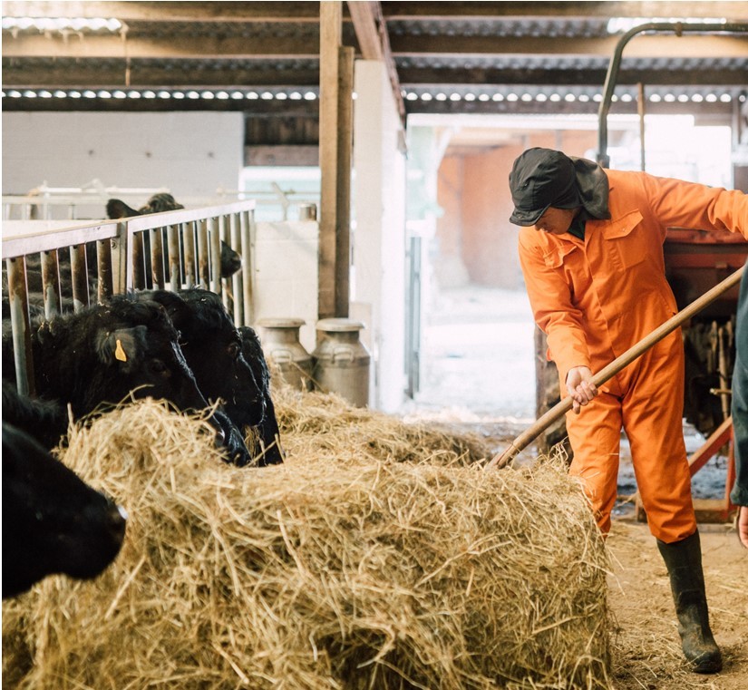 Man feeding cattle in a barn