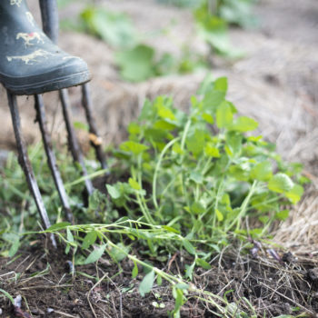 A person wearing wellie boots gardening and digging into the ground with a fork