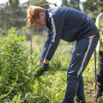 A young man with red hair is weeding in an allotment. He is learning over and pulling at a big weed.