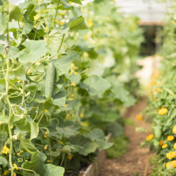 A photo of the gardens and plants we have in the communities