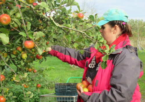 A woman is picking apples