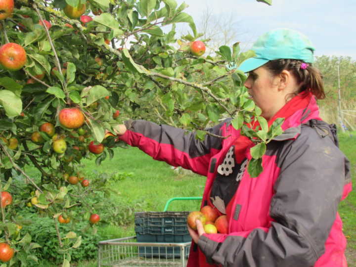 A person we support outside picking apples from an apple tree