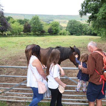 People looking at horses on Botton farm