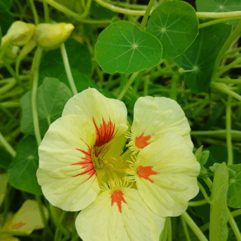 A flower