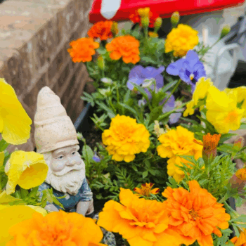 A flower garden