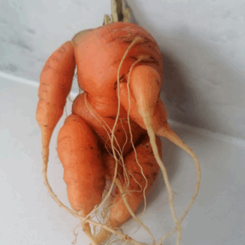 A misshapen carrot