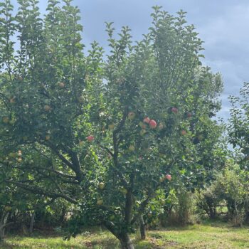 Apple trees