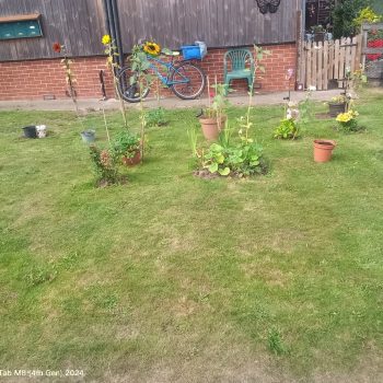 A photo of some plants