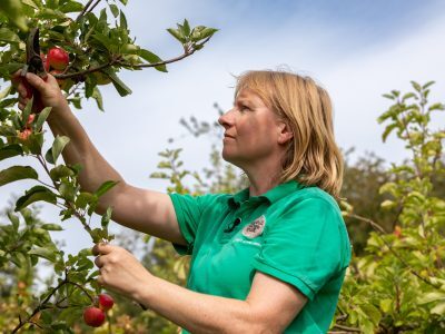 Karen in Botton Orchard in summer, she is pruning an apple tree.