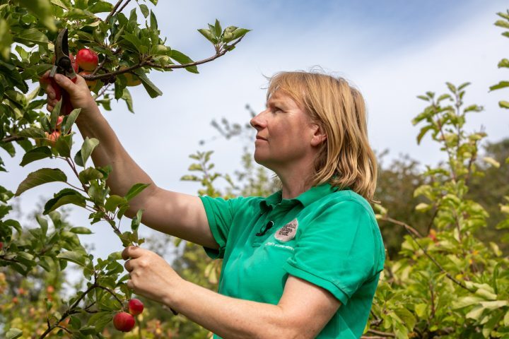 Karen in Botton Orchard in summer, she is pruning an apple tree.