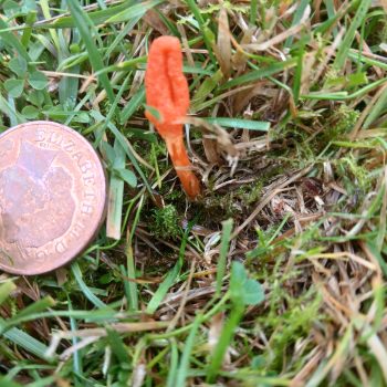 Waxcap orange mushroom