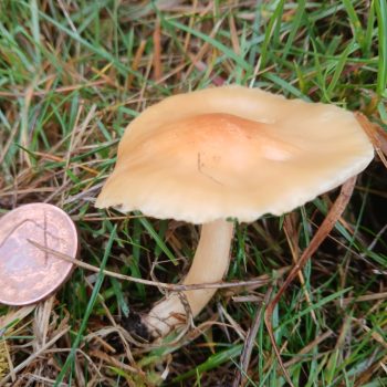 Waxcap brown mushroom