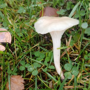 Waxcap white mushroom