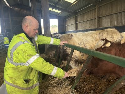 Michael feeding cows