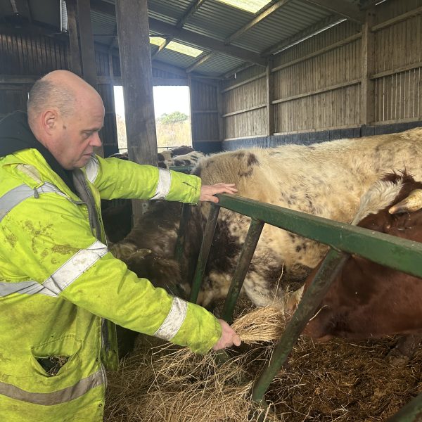 Michael feeding cows