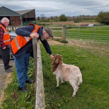 A person stroking a goat