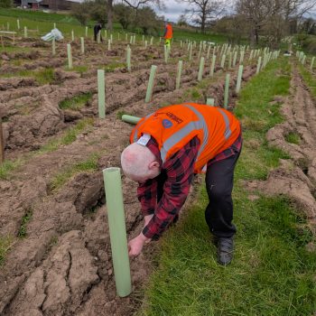 A person planting trees
