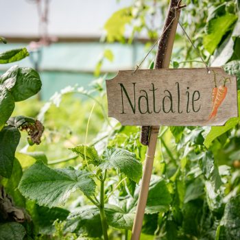 A sign saying "Natalie" in a polytunnel where veg is growing.