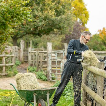 Francis feeding donkeys hay