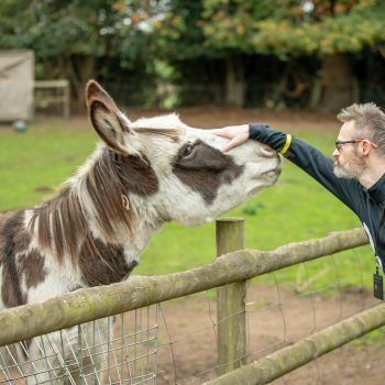 Francis stroking a donkey's nost