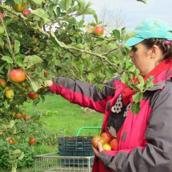 A woman is apple picking